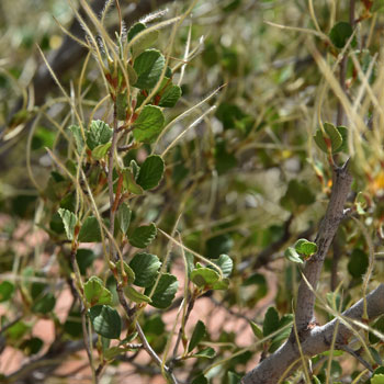 Cercocarpus montanus, Mountain Mahogany